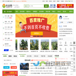 农苗网|苗木求购信息-园林绿化专业苗木网站